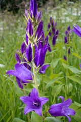 Campanula latifolia, the giant bellflower blooming in the meadow on a sunny summer day..