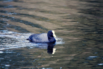 The Eurasian coot (Fulica atra) in water