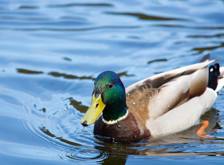 Obraz premium Mallards duck drake