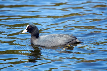 The Eurasian coot (Fulica atra) in water