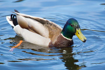 Mallards  duck  drake
