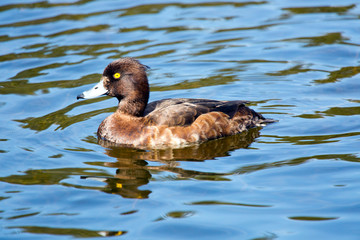 tufted duck (Aythya fuligula) in the lake