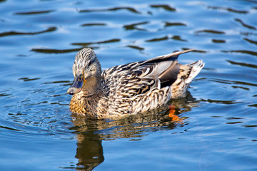 Mallards  duck  in the river