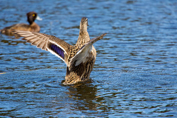 The drake waves wings in the river
