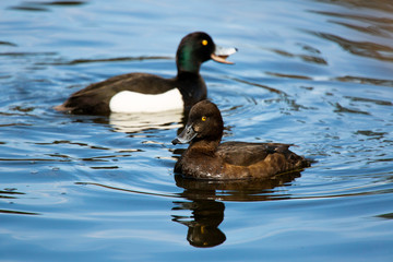 tufted duck (Aythya fuligula) in the lake