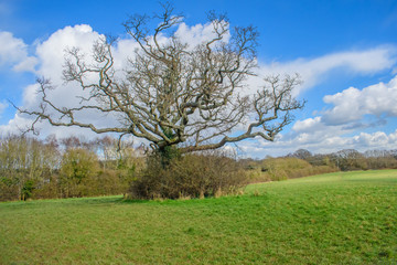 Fototapeta na wymiar The bare leafless ,stretching, twisting branches of the lone tree in the Sussex Field