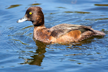 tufted duck (Aythya fuligula) in the lake