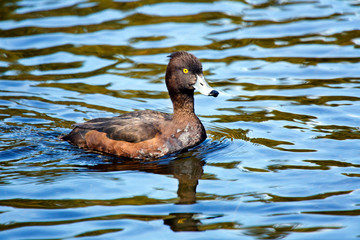tufted duck (Aythya fuligula) in the lake