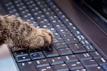 Work in the office at the computer. The cat presses paw the button of the notebook_