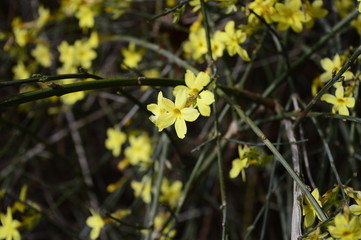 Closeup blooming yellow winter jasmine with blurred backgroung in spring garden