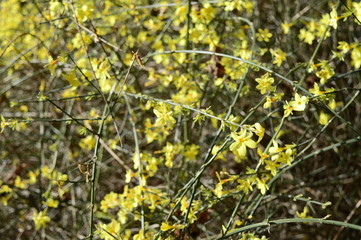 Closeup blooming yellow winter jasmine with blurred backgroung in spring garden