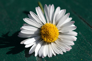 fiore margherita primavera