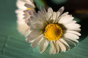 fiore margherita in primavera