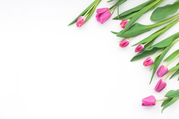 Spring flowers. Tulip on white background. Flat lay, top view