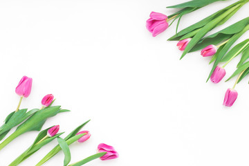 Spring flowers. Tulip on white background. Flat lay, top view