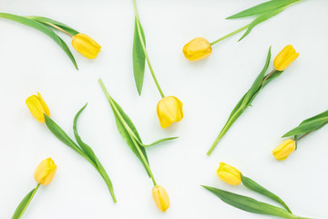 Spring flowers. Tulip on mint background. Flat lay, top view