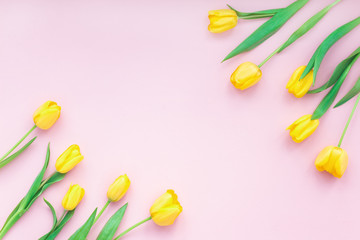 Spring flowers. Tulip on pink background. Flat lay, top view