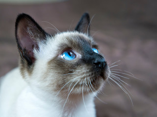 kitten short-haired color seal point looking up, the small depth of sharpness