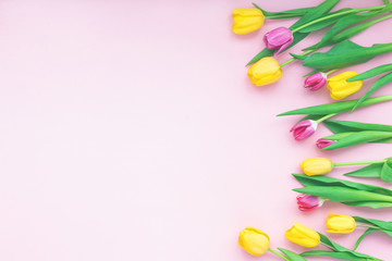 Spring flowers. Tulip on pink background. Flat lay, top view