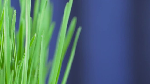 Closeup of a rotating fresh new bunch of green grass on a blue background.