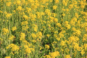 菜の花畑(静岡県)