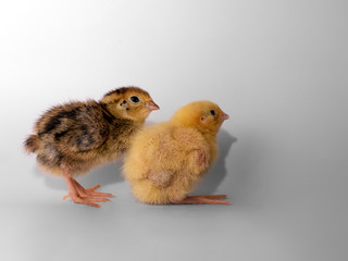 Two small quail on a white background
