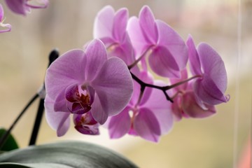 Orchid flower blooming. Slovakia