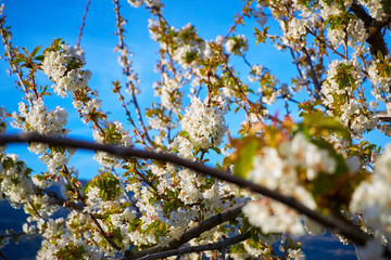 cherry trees of the Jerte in Cáceres.