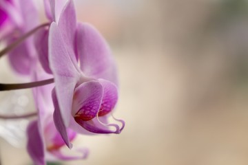 Orchid flower blooming. Slovakia