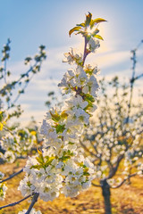 cherry trees of the Jerte in Cáceres.