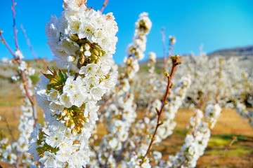 cherry trees of the Jerte in Cáceres.