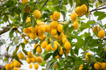 Lemon orchard. Juicy fruits of a lemon on green branches with leaves in lemon garden