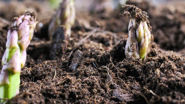 Gr&uuml;ner spargel w&auml;chst aus der erde 4k video 