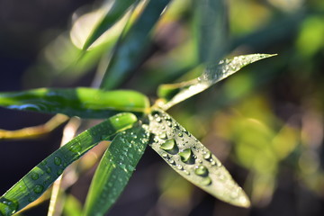  Macro shot of dew drops on green leaves in the sunny morning