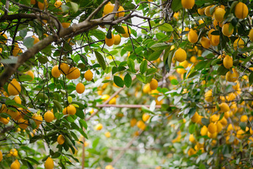 Fototapety  Sad cytrynowy. Soczyste owoce cytryny na zielonych gałązkach z liśćmi w cytrynowym ogrodzie