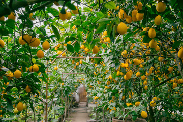 Lemon orchard. Juicy fruits of a lemon on green branches with leaves in lemon garden