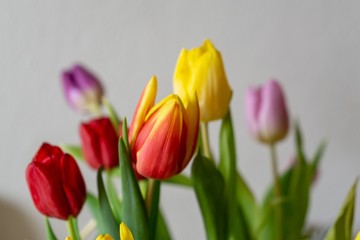 Colorful tulip flowers in the vase. Slovakia