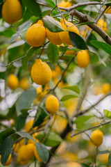Lemon orchard. Juicy fruits of a lemon on green branches with leaves in lemon garden