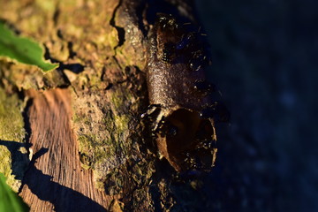 meliponini hive on tree