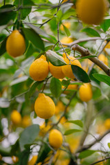 Lemon orchard. Juicy fruits of a lemon on green branches with leaves in lemon garden