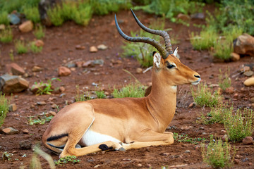 Male Impala antelope