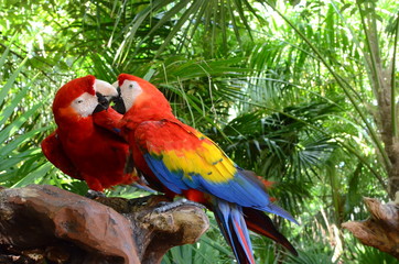 Aves de Amor