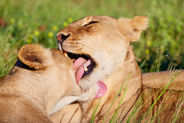 African lions cleaning eachother