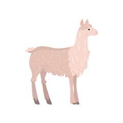 Cute lama alpaca isolated on white background
