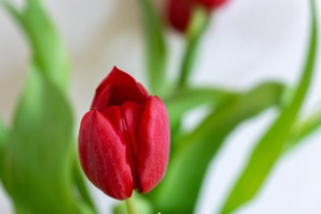 Fototapeta premium Colorful tulip flowers in the vase. Slovakia