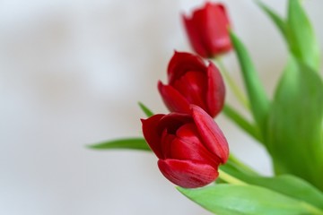 Colorful tulip flowers in the vase. Slovakia