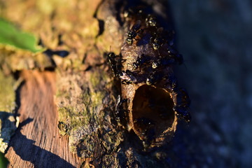 meliponini hive on tree