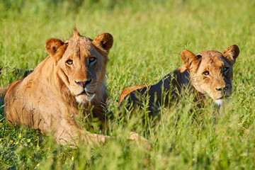 Fototapeta na wymiar Two young male lions