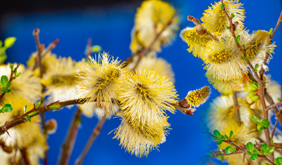 Salix caprea, goat willow, pussy willow, great sallow, close up