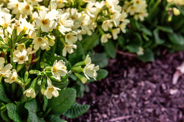 Obraz na płótnie Canvas Primrose Primula with yellow flowers. Inspirational natural floral spring or summer blooming garden or park under soft sunlight and blurred bokeh background. Colorful blooming ecology nature landscape